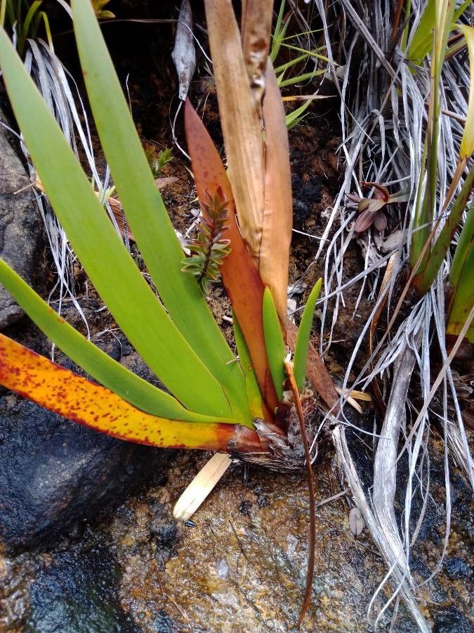 Xeronema moorei — related species from the same genus