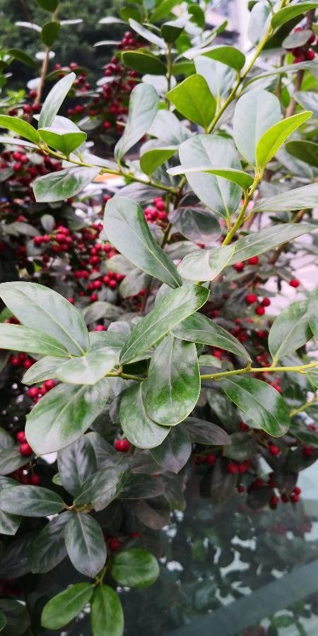 Ilex hylonoma — search result for 'Ilex'