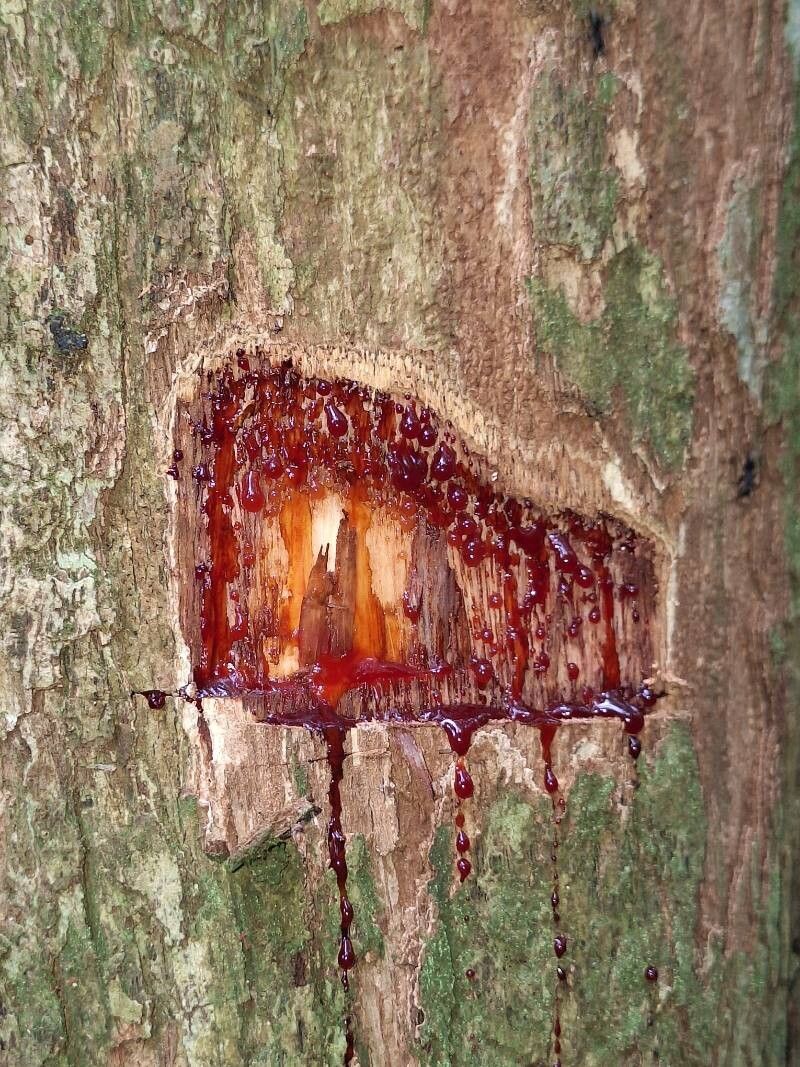Pterocarpus soyauxii bark