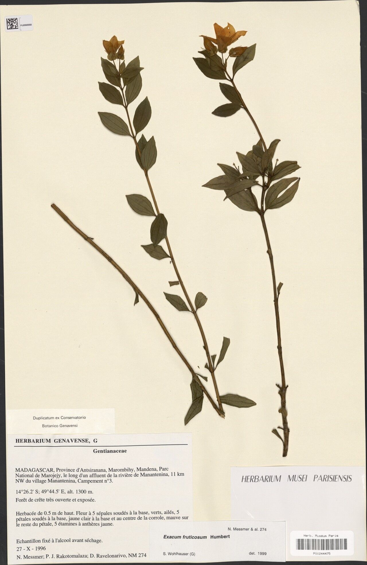 Exacum fruticosum — houseplant care guide