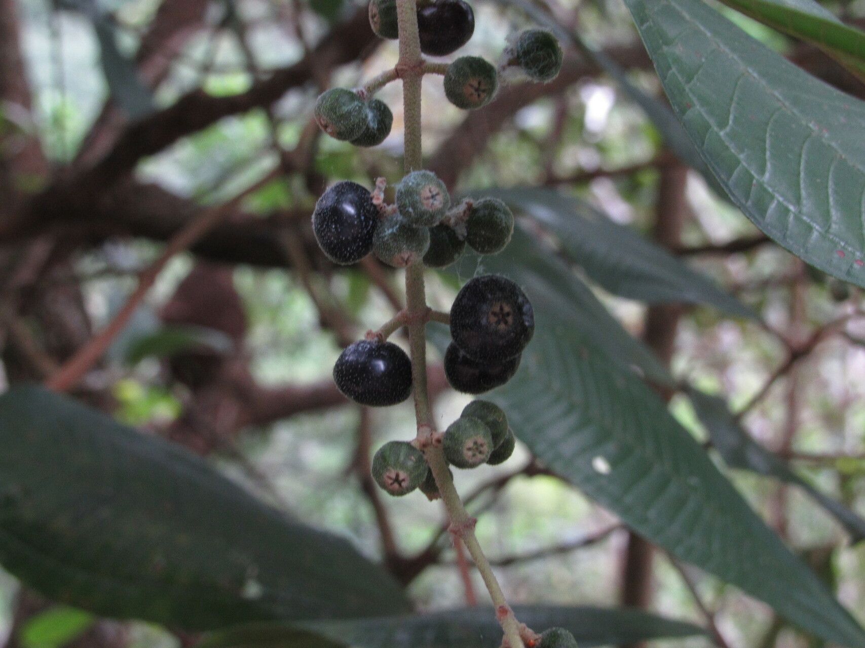 Miconia carassana fruit