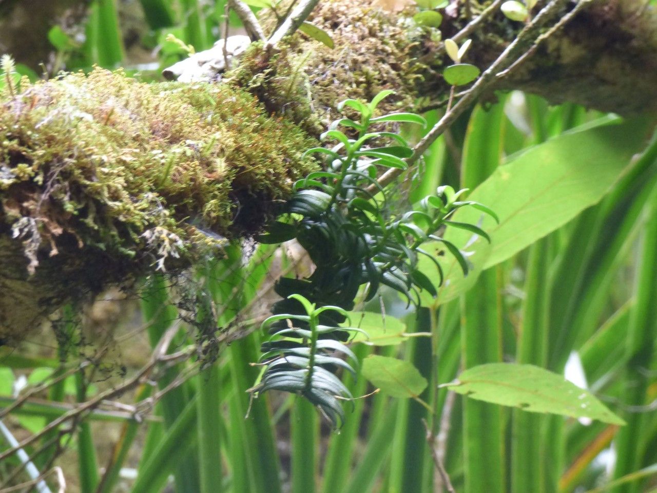 Angraecum pingue habit