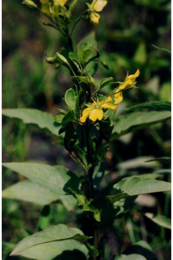 Lysimachia quadrifolia fruit