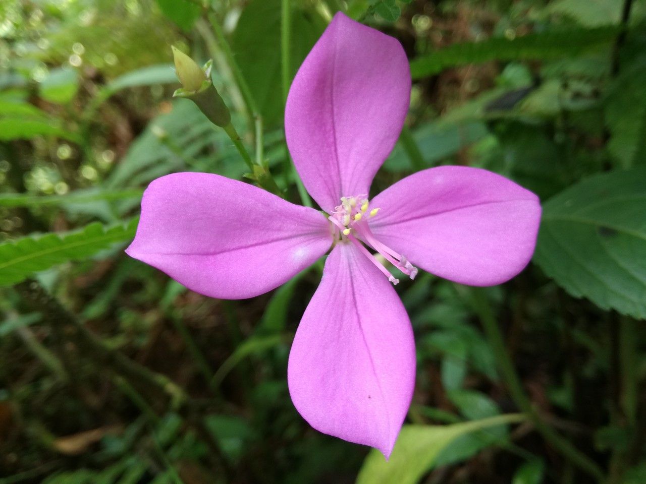 Arthrostemma ciliatum flower