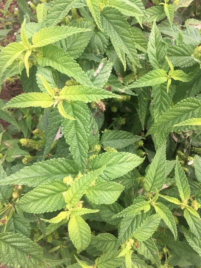 Lantana undulata — houseplant care guide