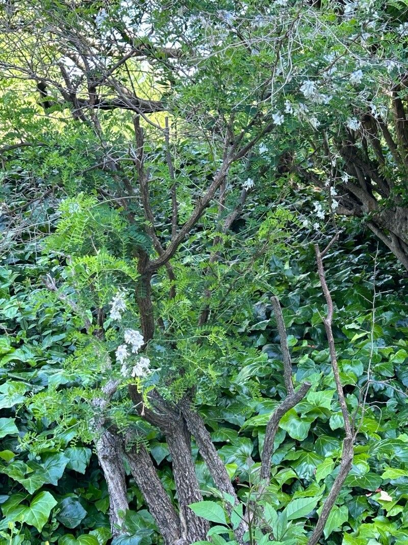 Sophora davidi flower