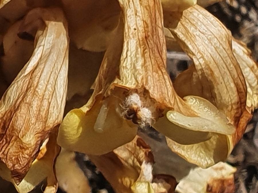 Cistanche tubulosa flower