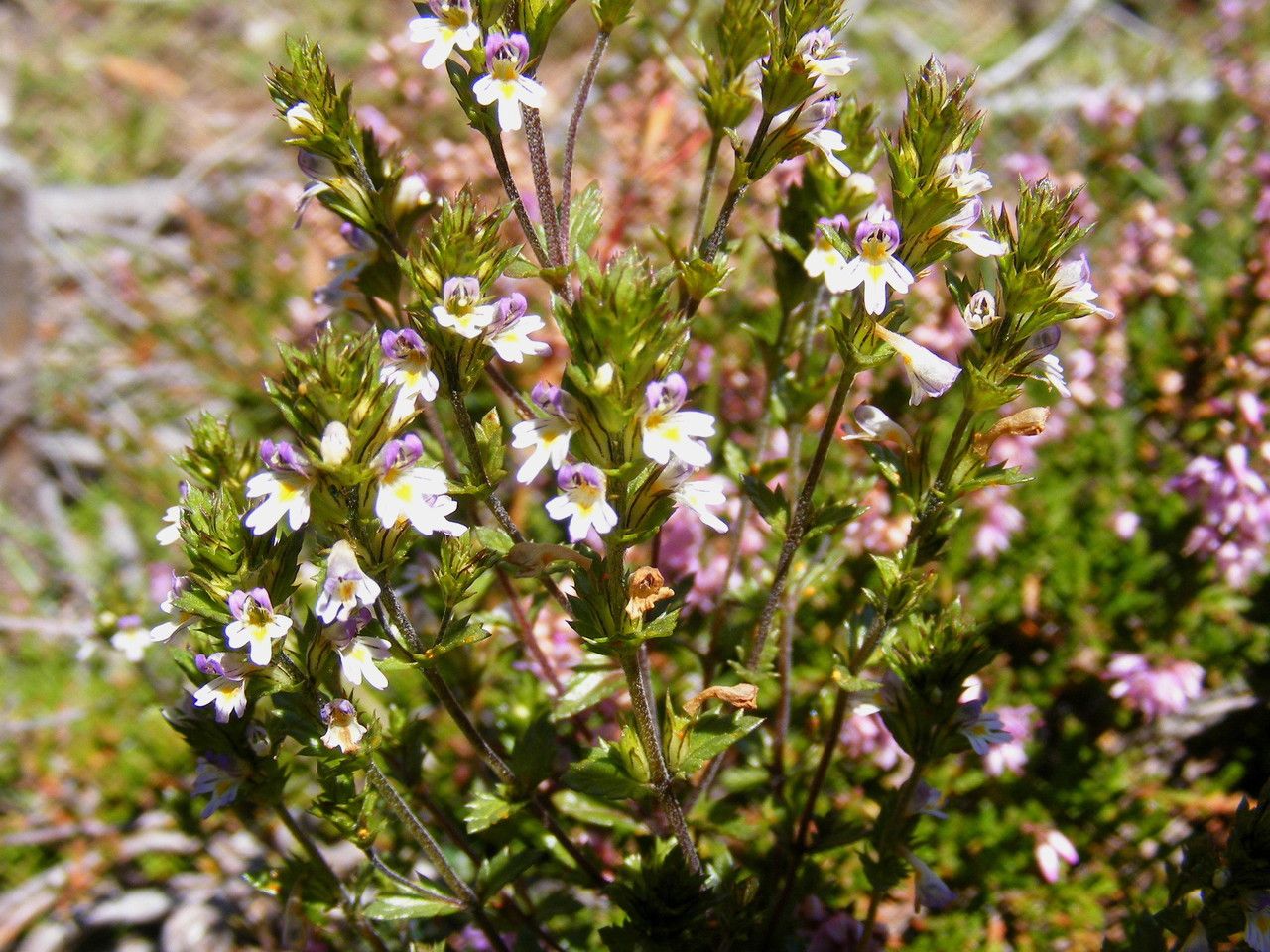 Euphrasia cebennensis habit
