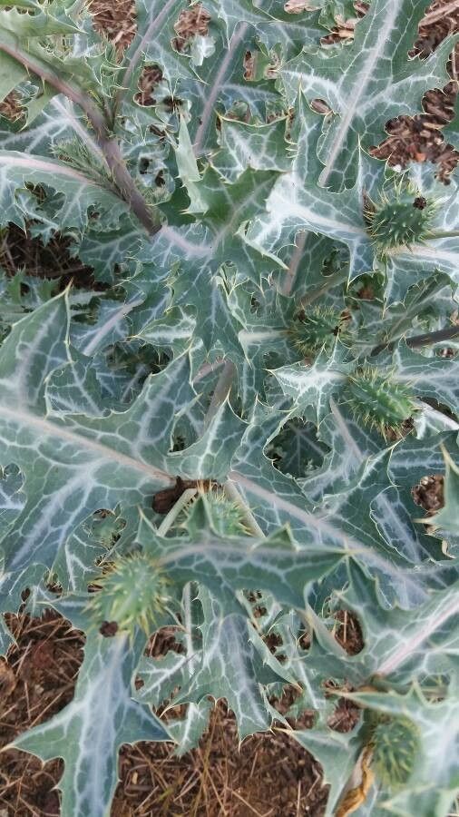 Argemone ochroleuca habit
