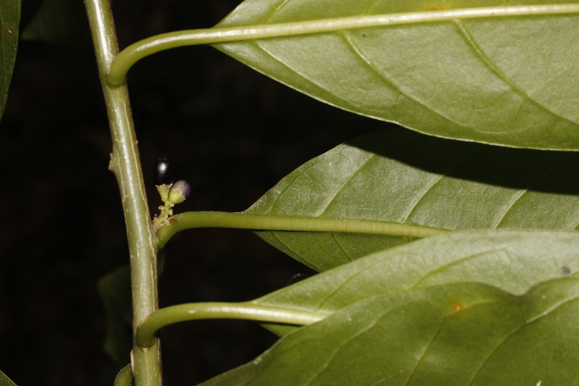 Cestrum glanduliferum fruit
