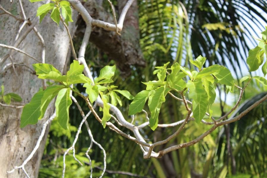 Pisonia grandis — search result for 'Nyctaginaceae'