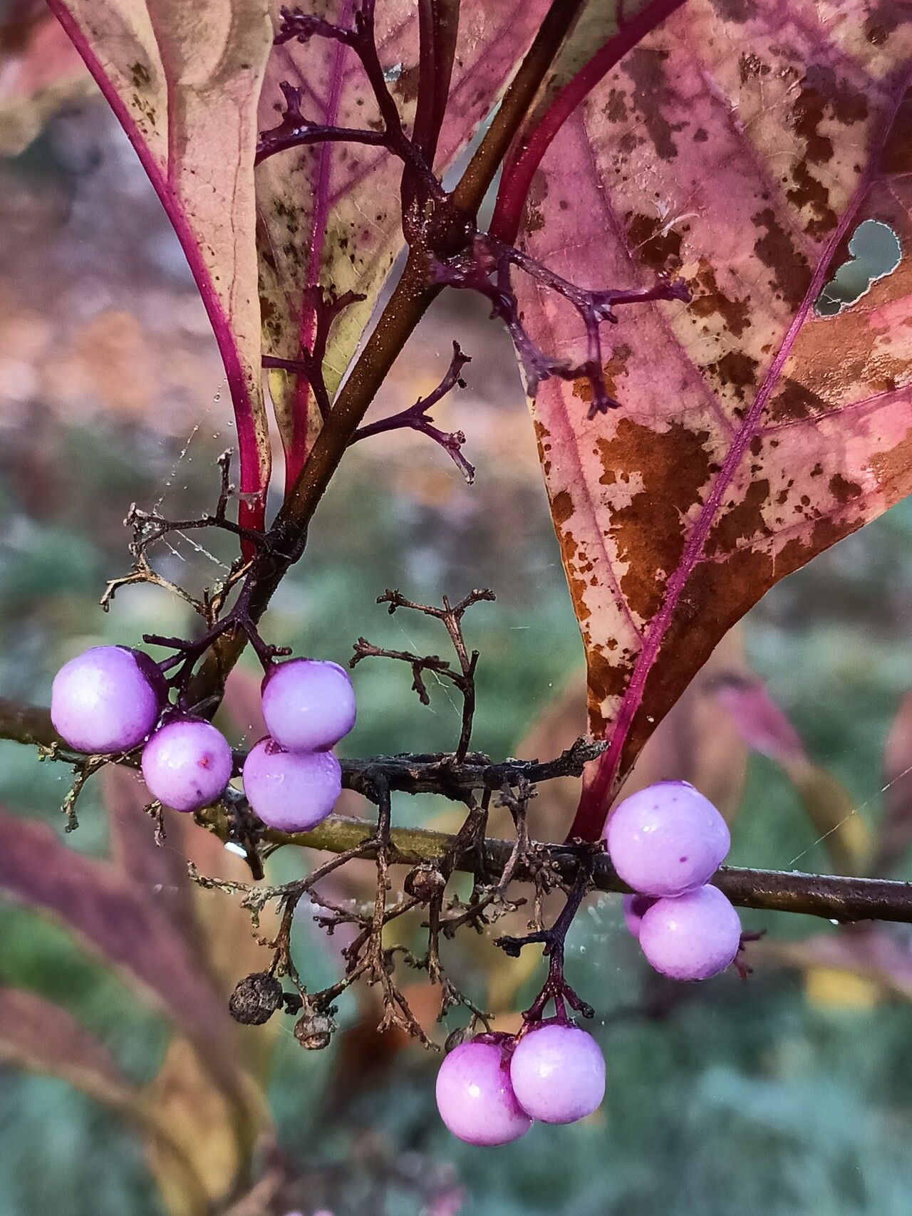 Callicarpa kwangtungensis fruit
