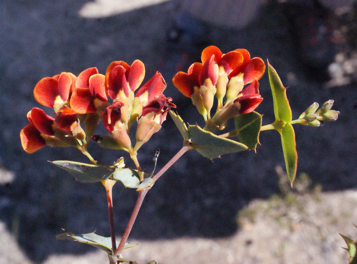 Gastrolobium spinosum habit