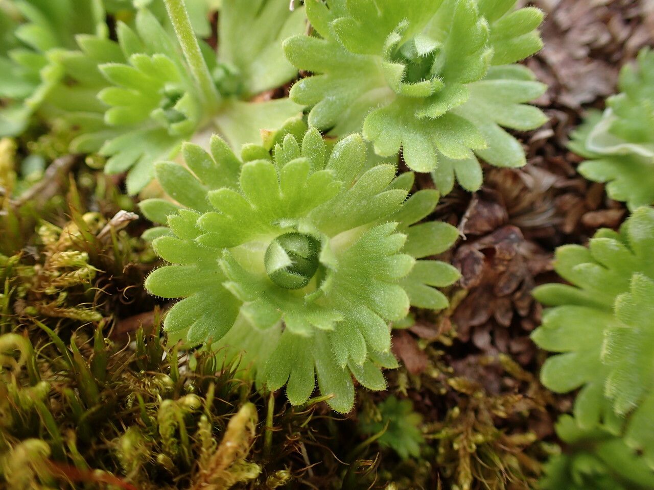 Saxifraga pedemontana — search result for 'Saxifraga'