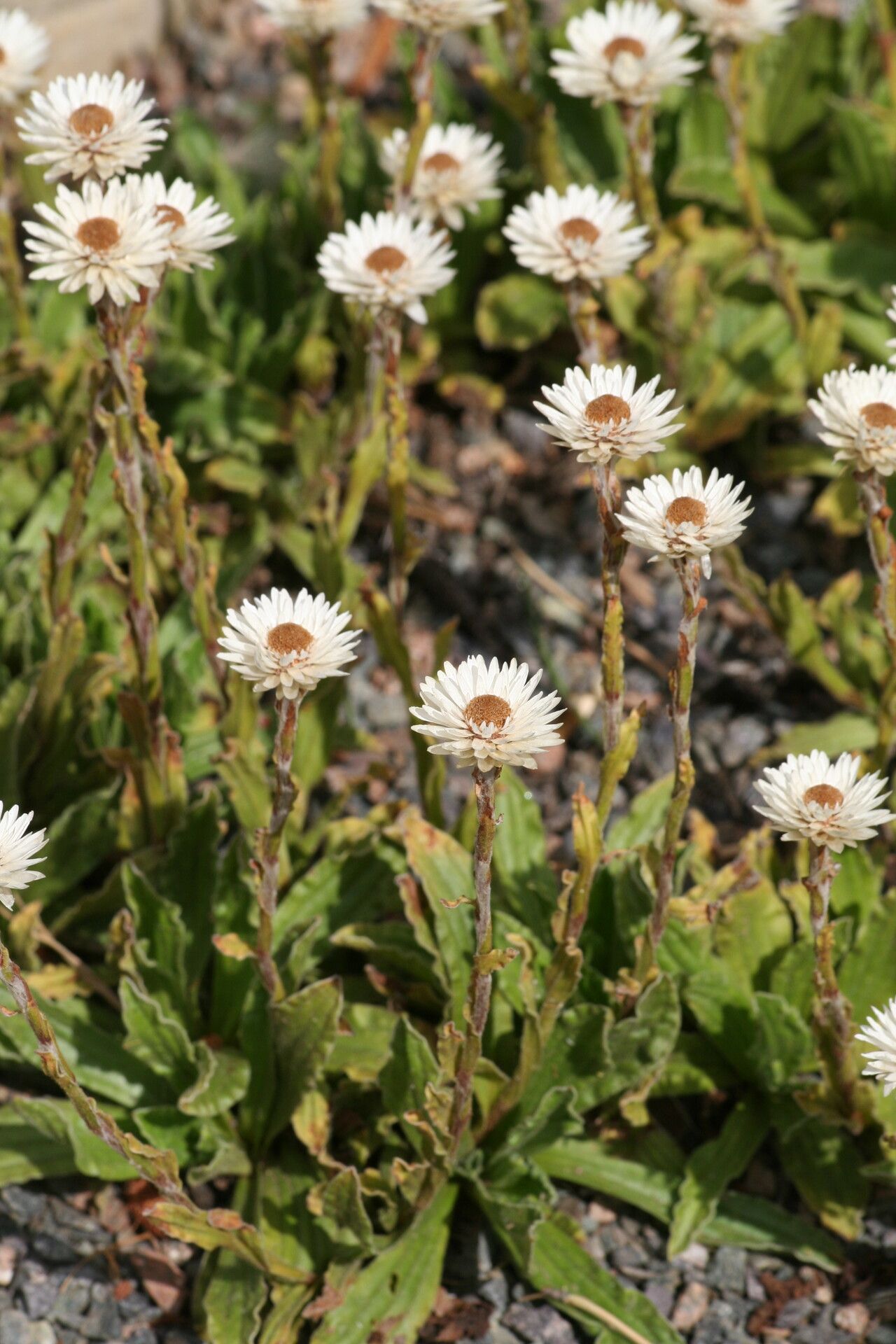 Helichrysum bellum flower