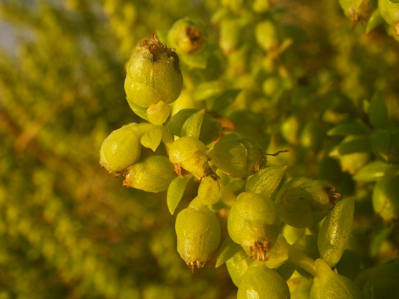 Iva imbricata fruit