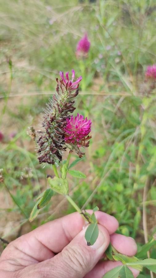 Trifolium rubens fruit
