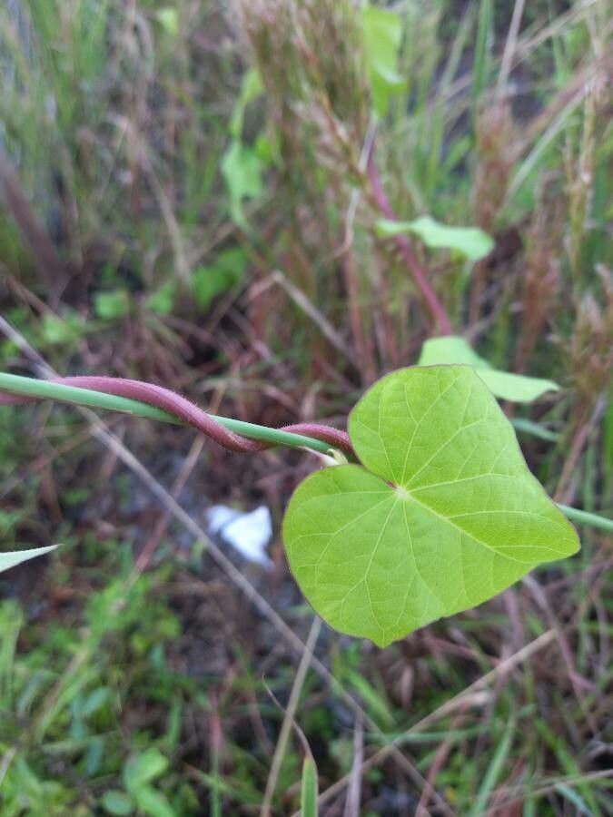 Ipomoea obscura leaf