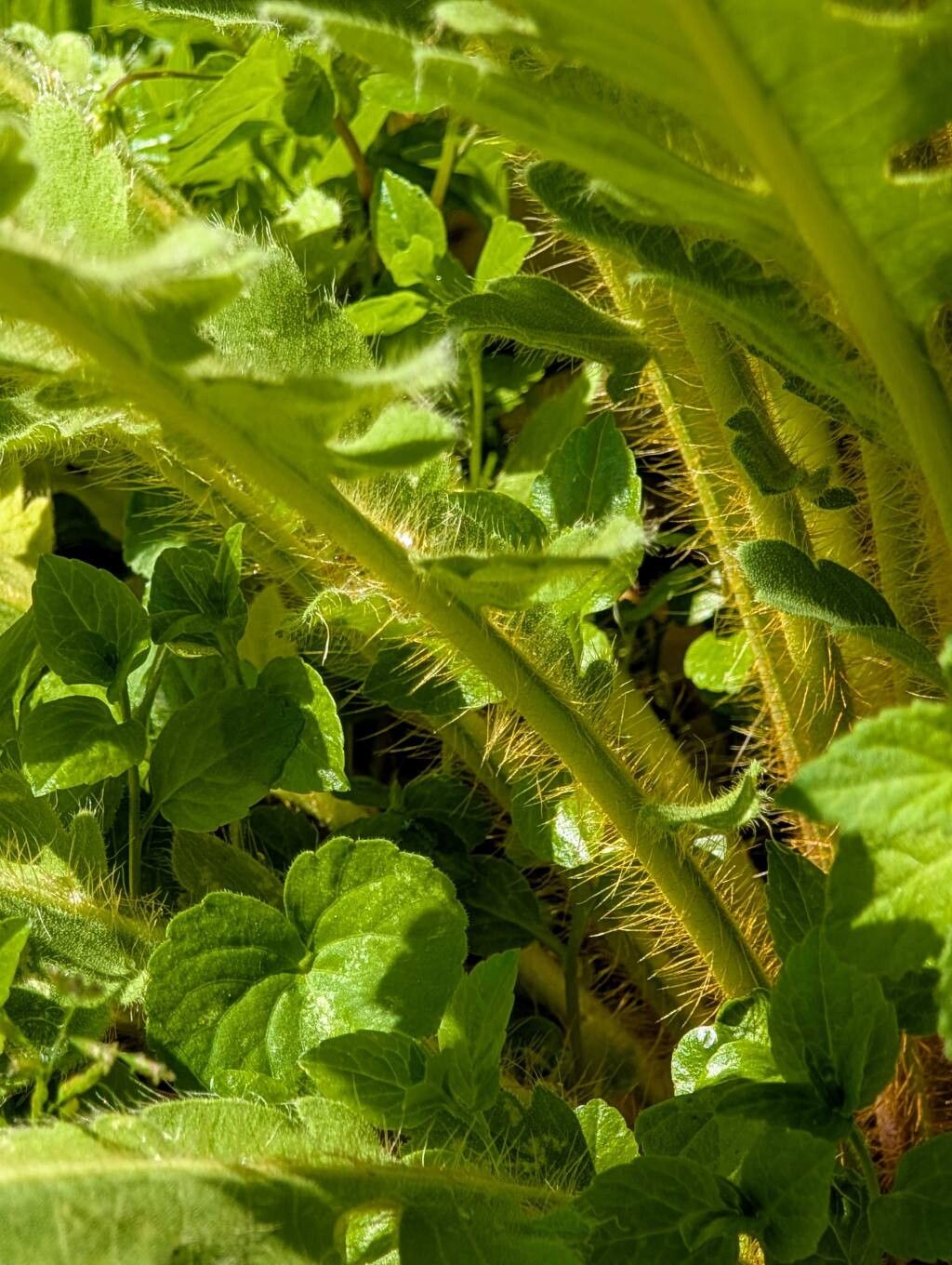 Meconopsis napaulensis bark