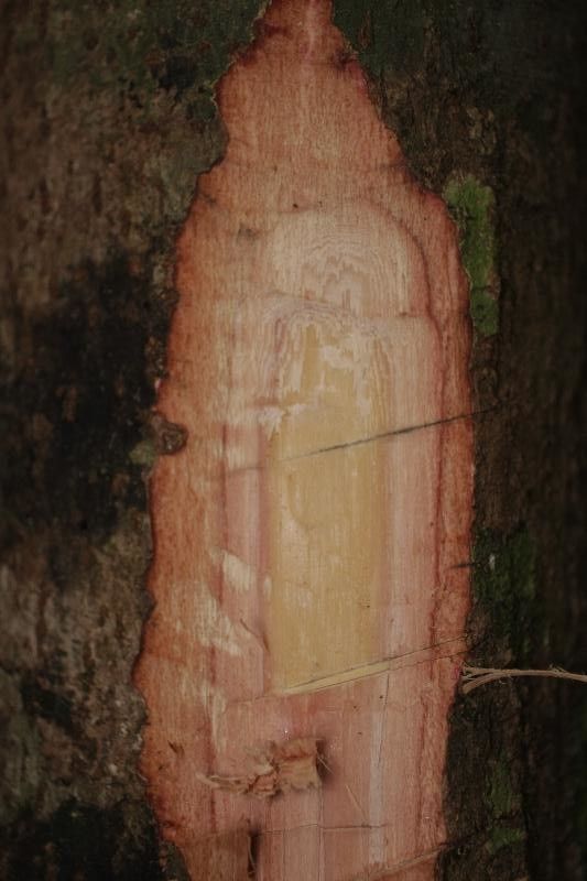 Gustavia hexapetala other