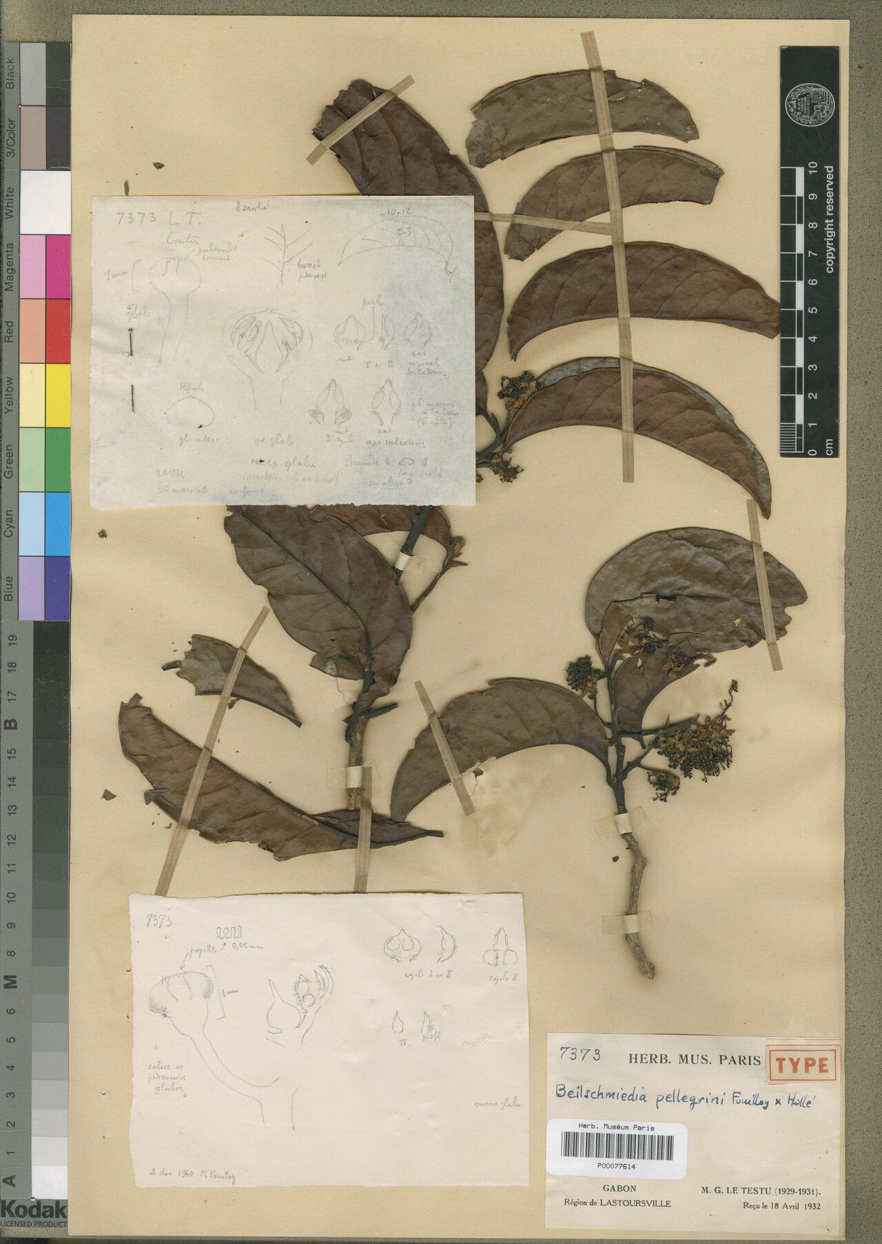 Beilschmiedia pellegrinii — houseplant care guide