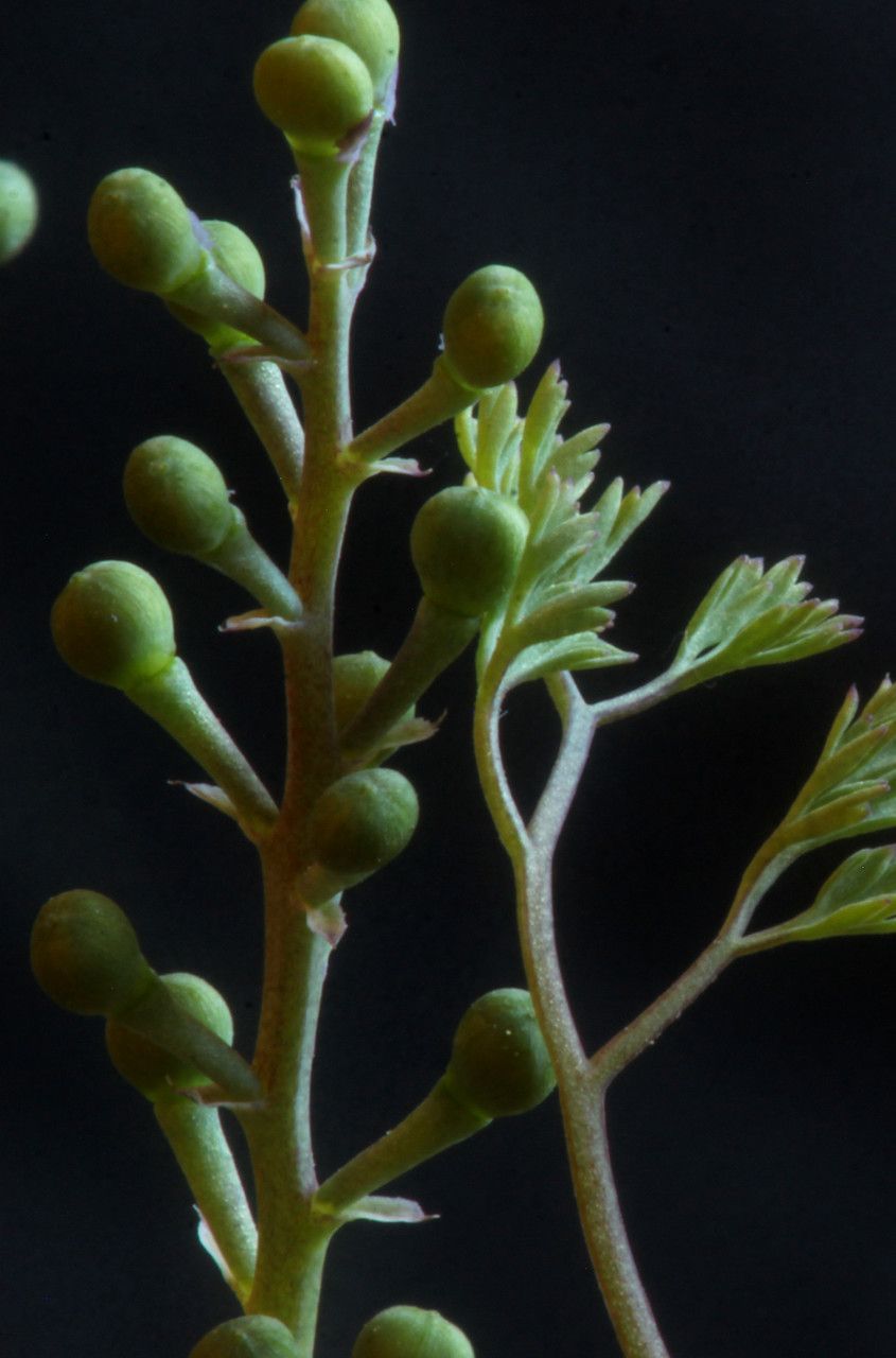 Fumaria muralis fruit