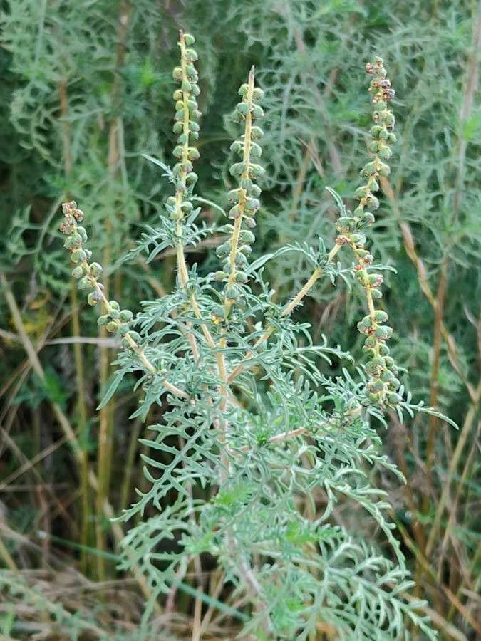 Ambrosia tenuifolia flower