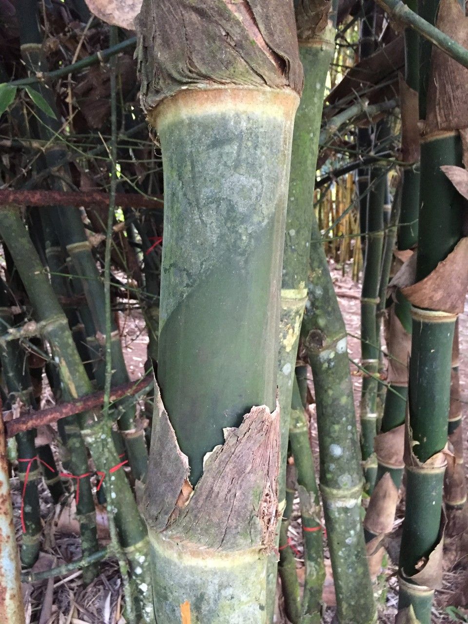 Guadua aculeata other