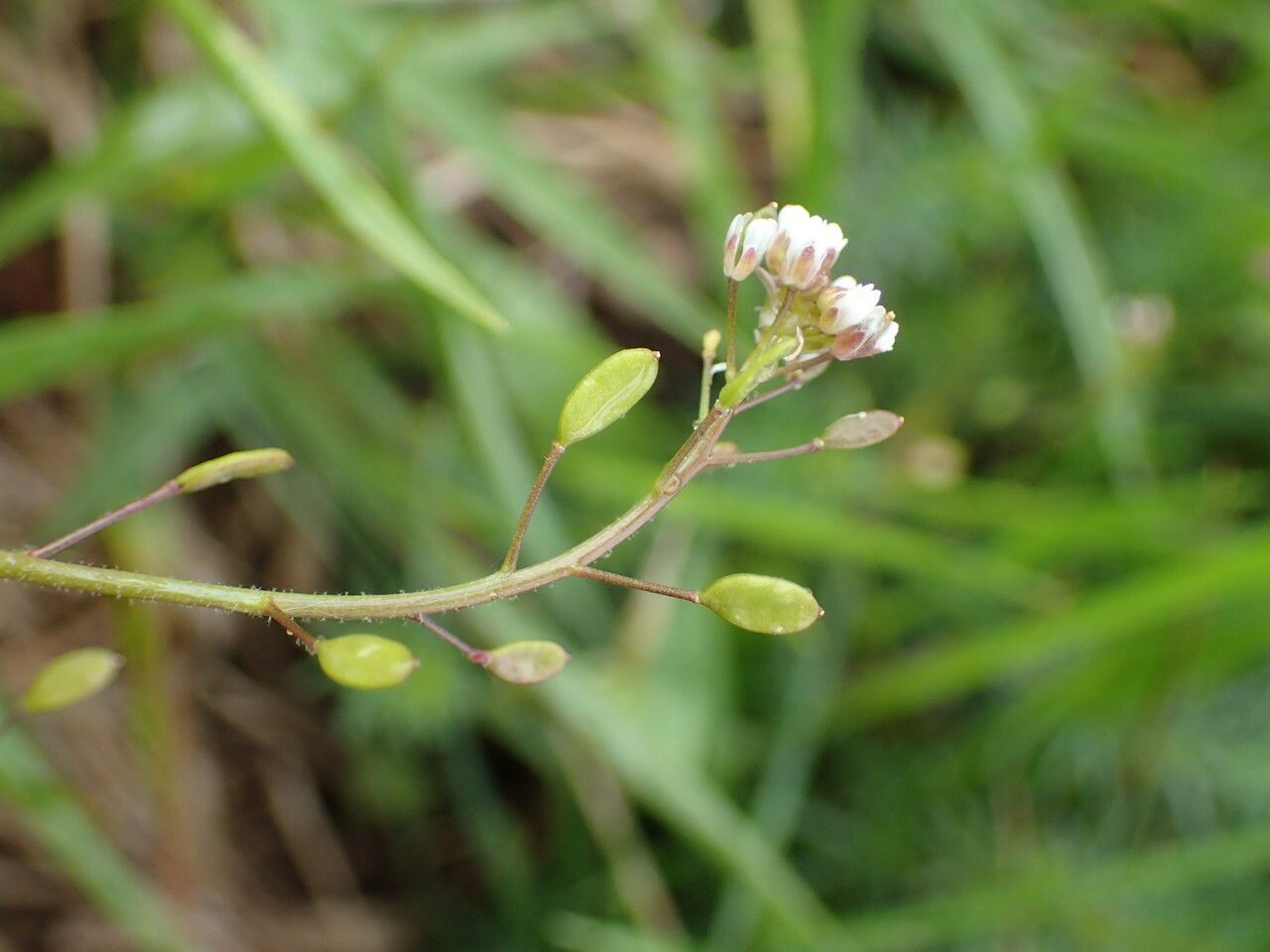 Draba muralis fruit