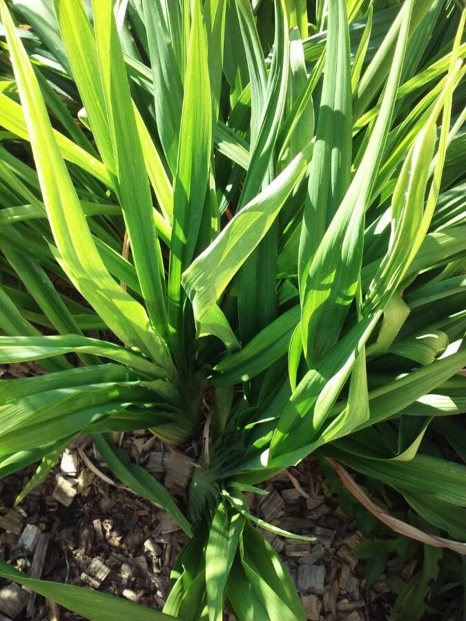 Iris petrana — search result for 'Jordan'