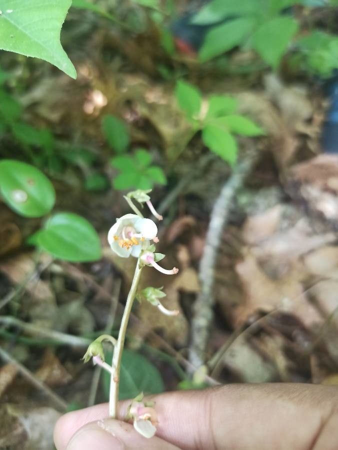 Pyrola americana flower