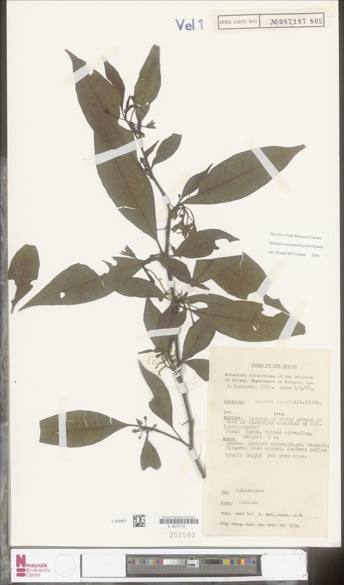 Solanum incanoalabastrum — houseplant care guide