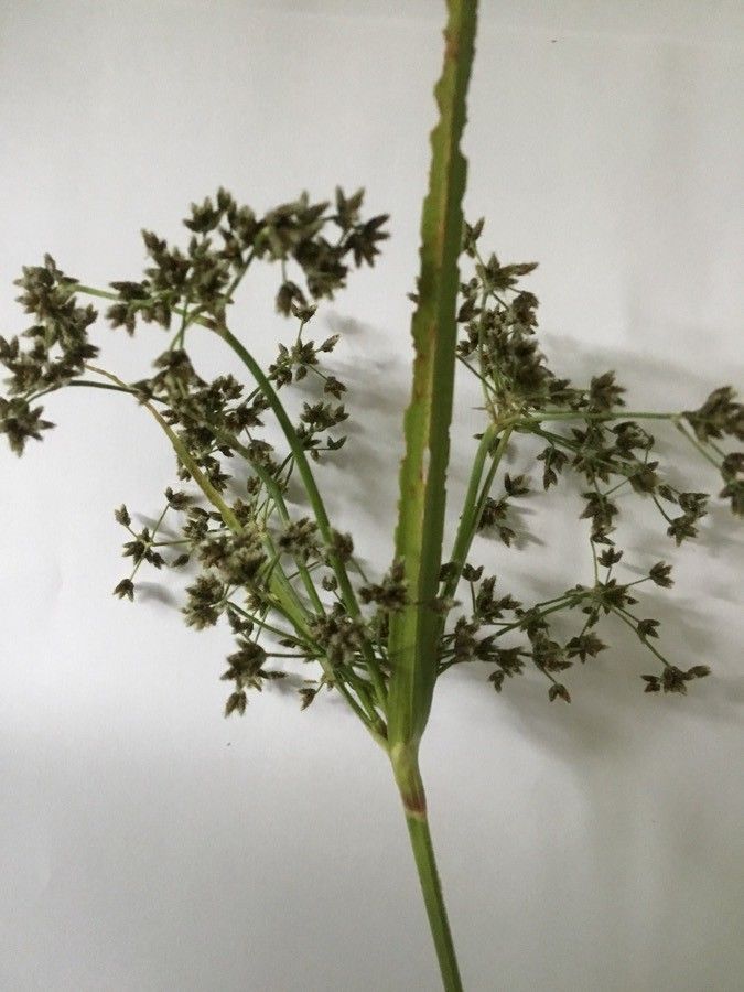 Scirpus expansus — related species from the same genus