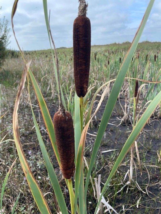 Typha latifolia flower