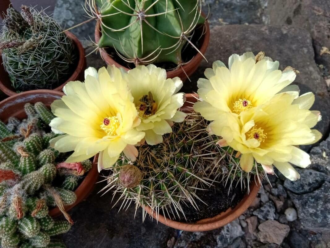 Parodia concinna habit