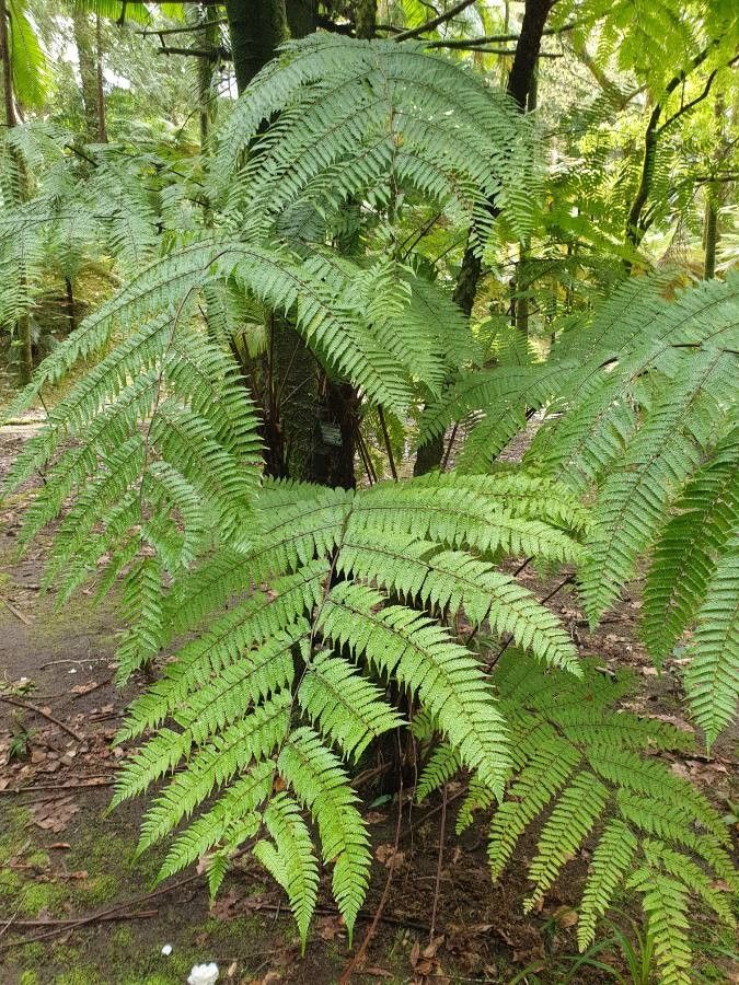 Alsophila spinulosa habit