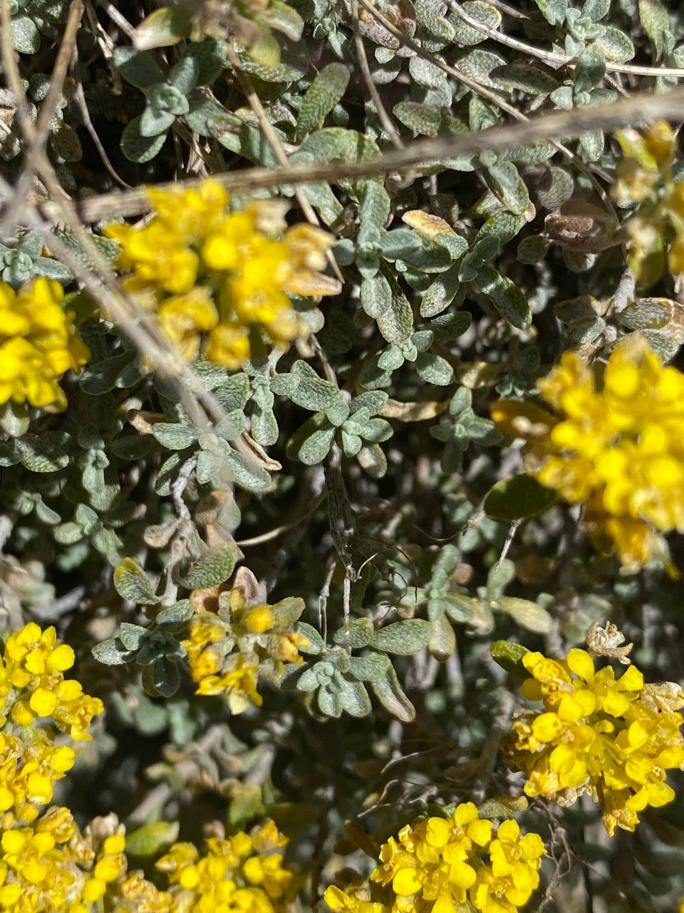 Alyssum alpestre — related species from the same genus
