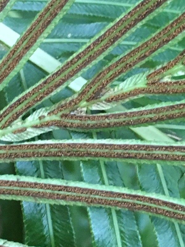 Blechnum gibbum fruit