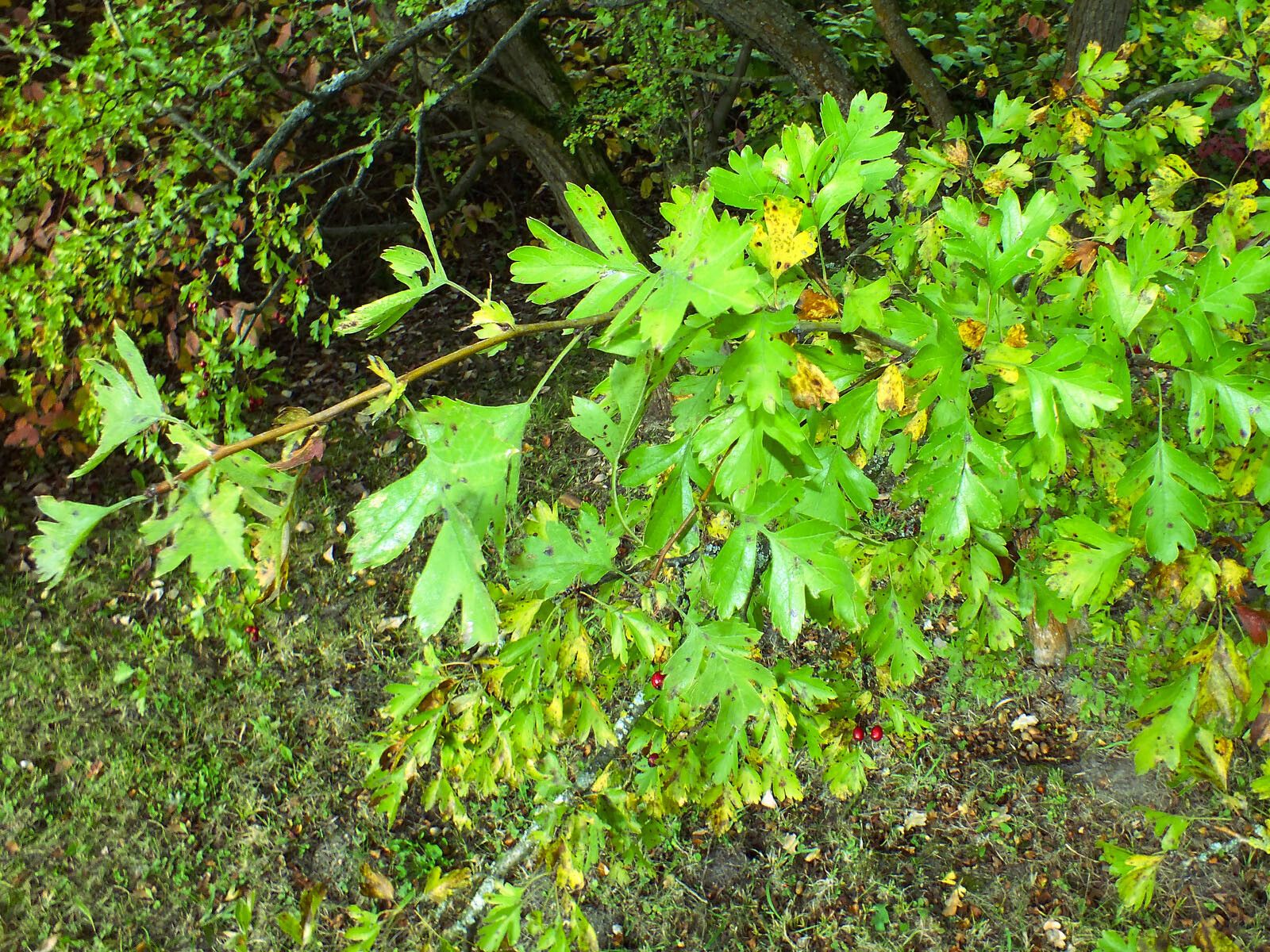 Crataegus x subsphaerica — search result for 'Crataegus'
