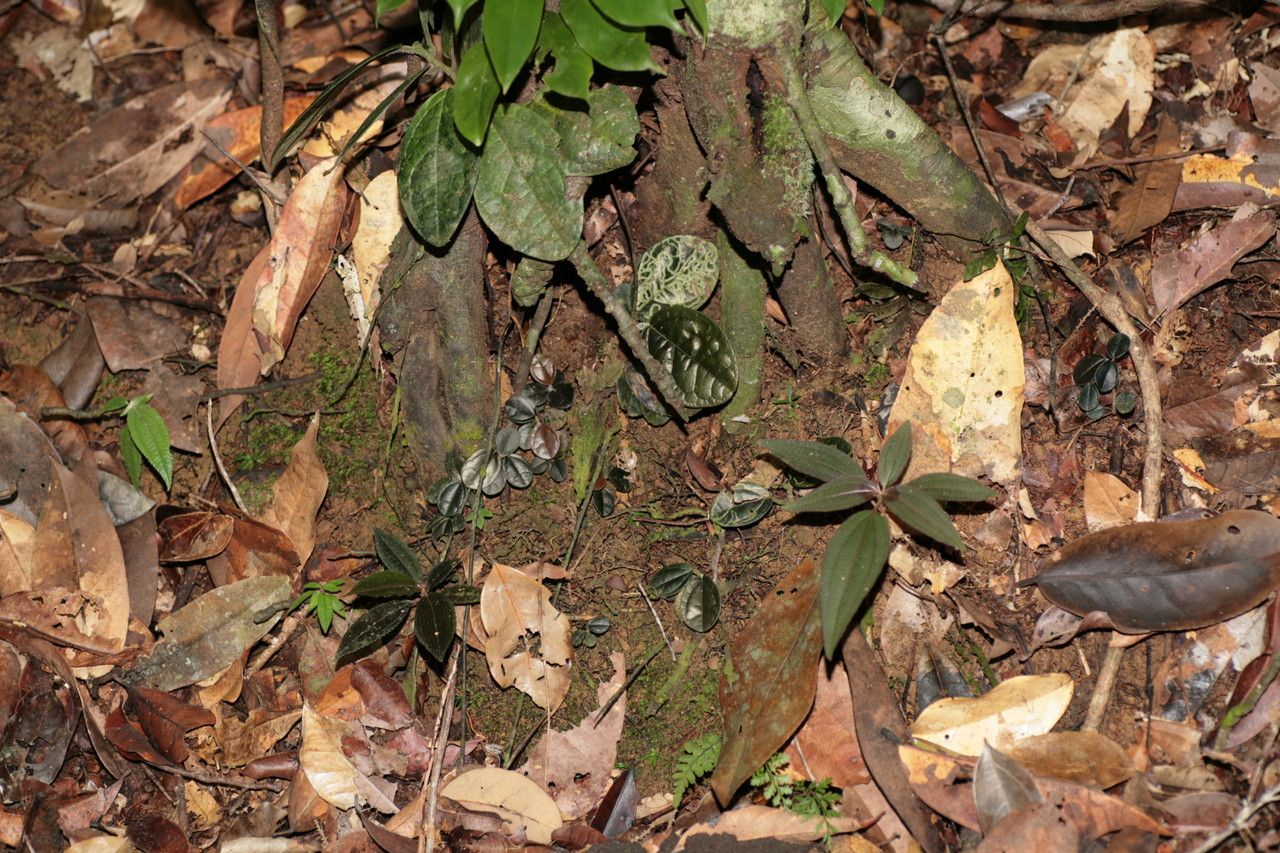 Piper humistratum leaf