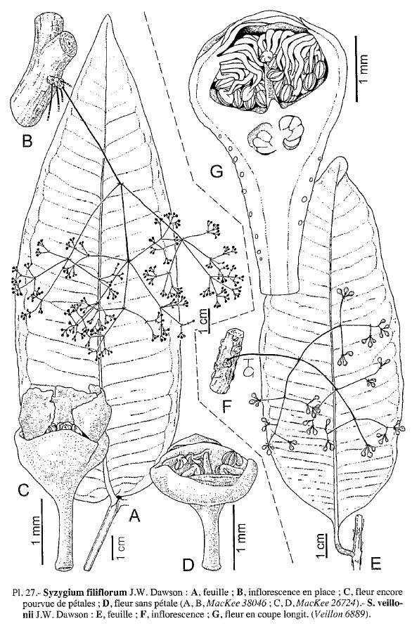 Syzygium veillonii other