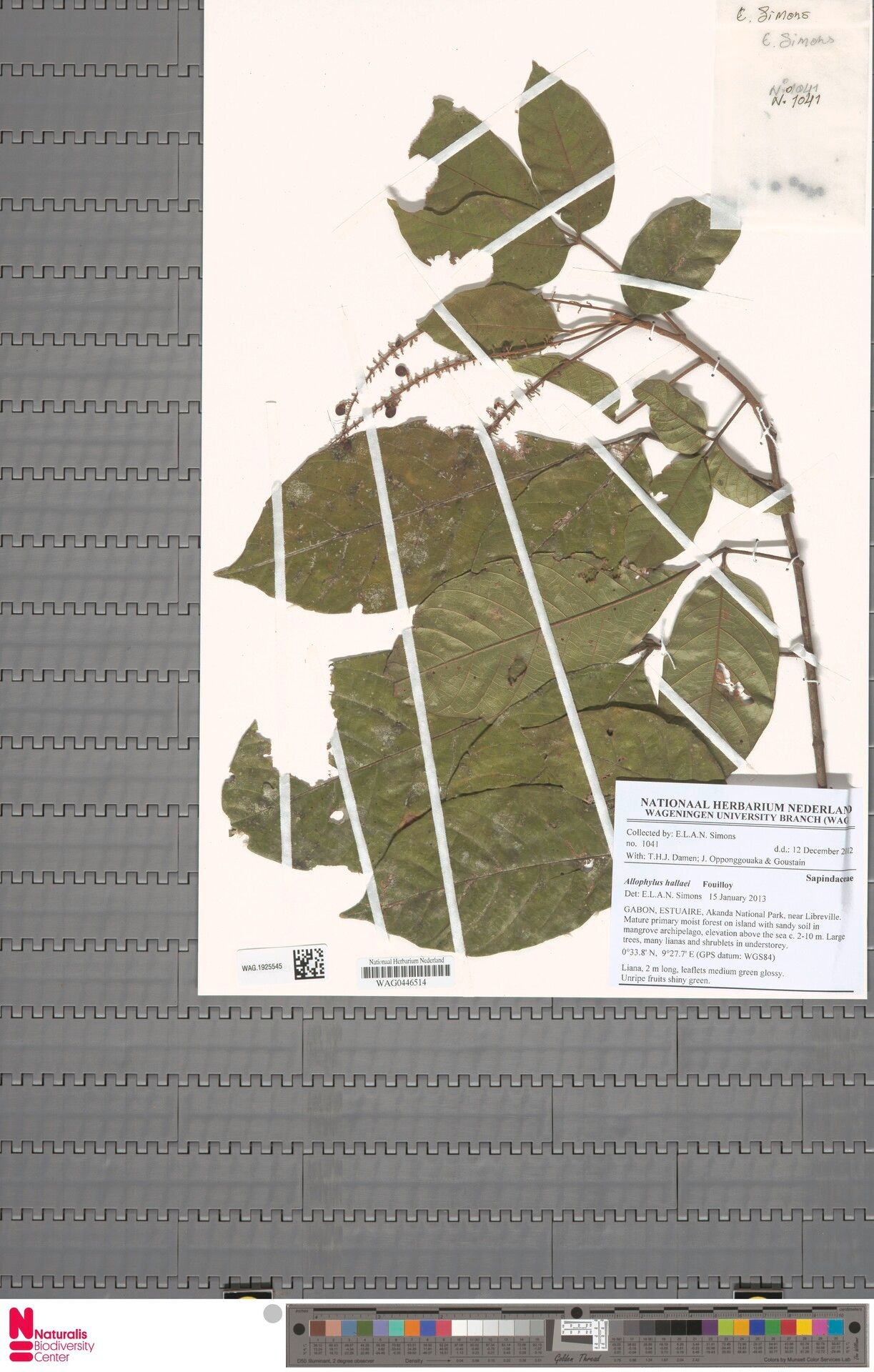 Allophylus hallaei — houseplant care guide