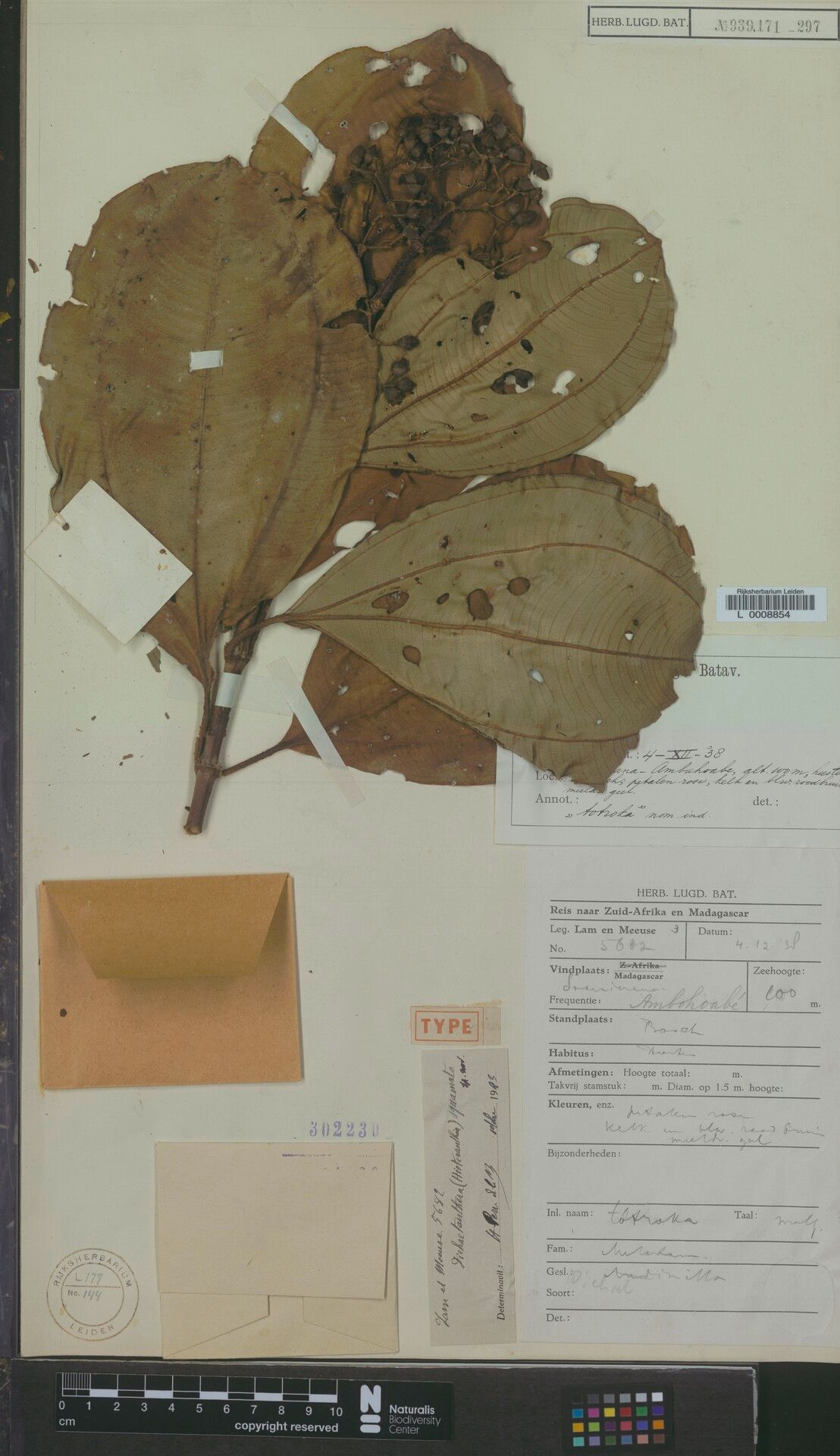 Dichaetanthera squamata — houseplant care guide