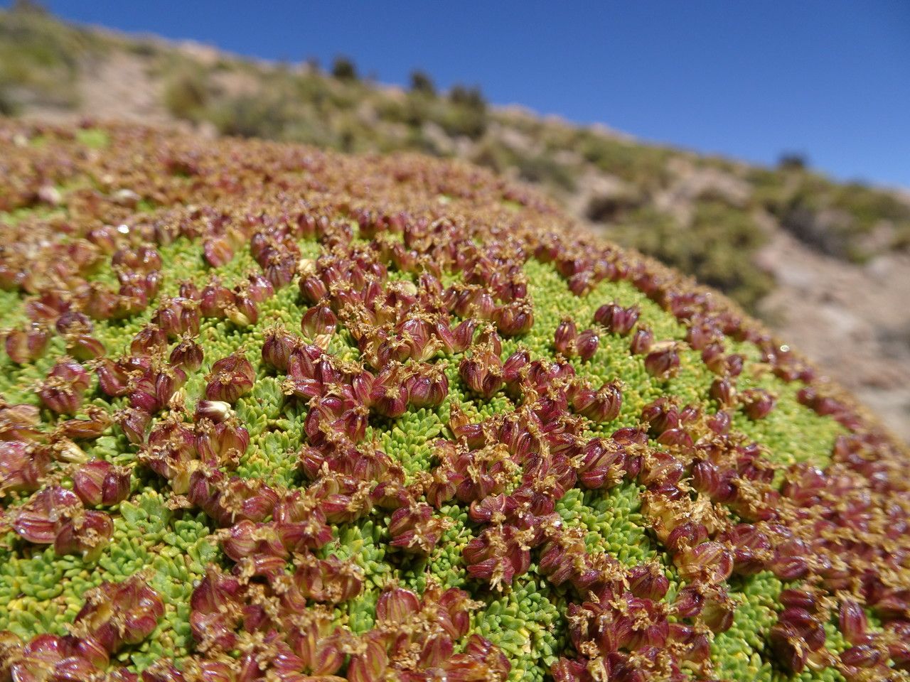 Azorella compacta fruit