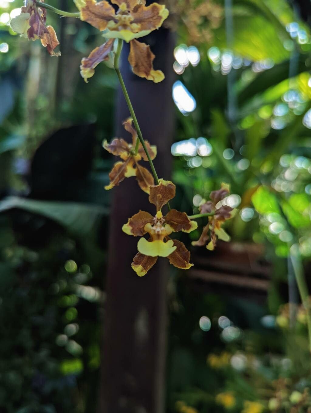 Oncidium planilabre flower