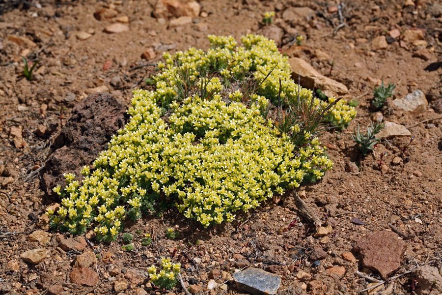 Cusickiella quadricostata habit