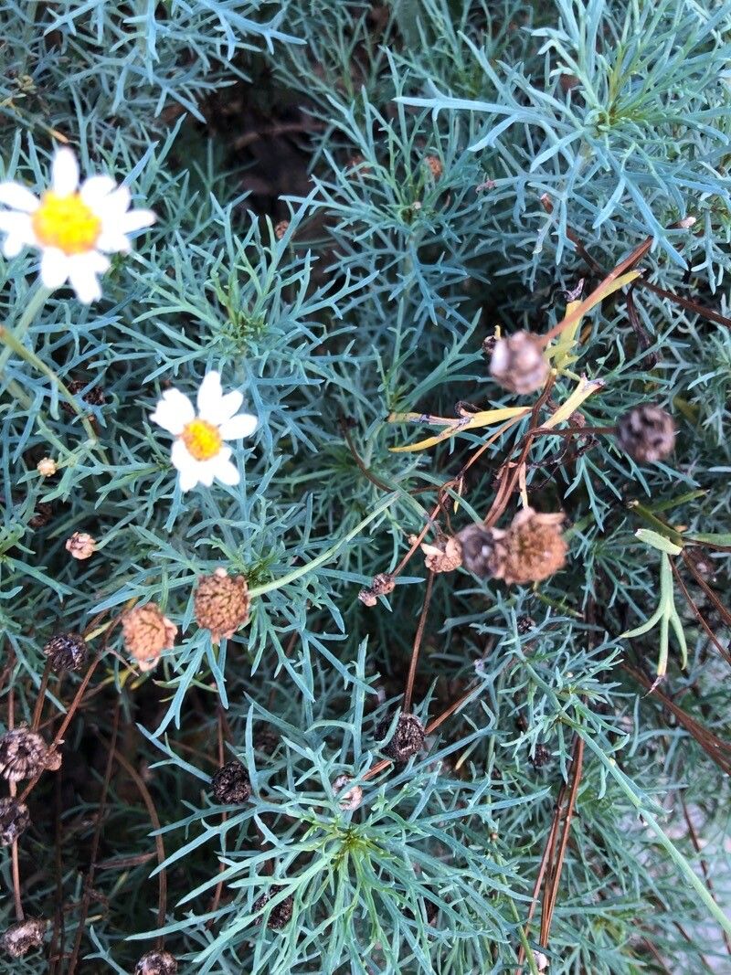 Thymophylla tenuiloba fruit