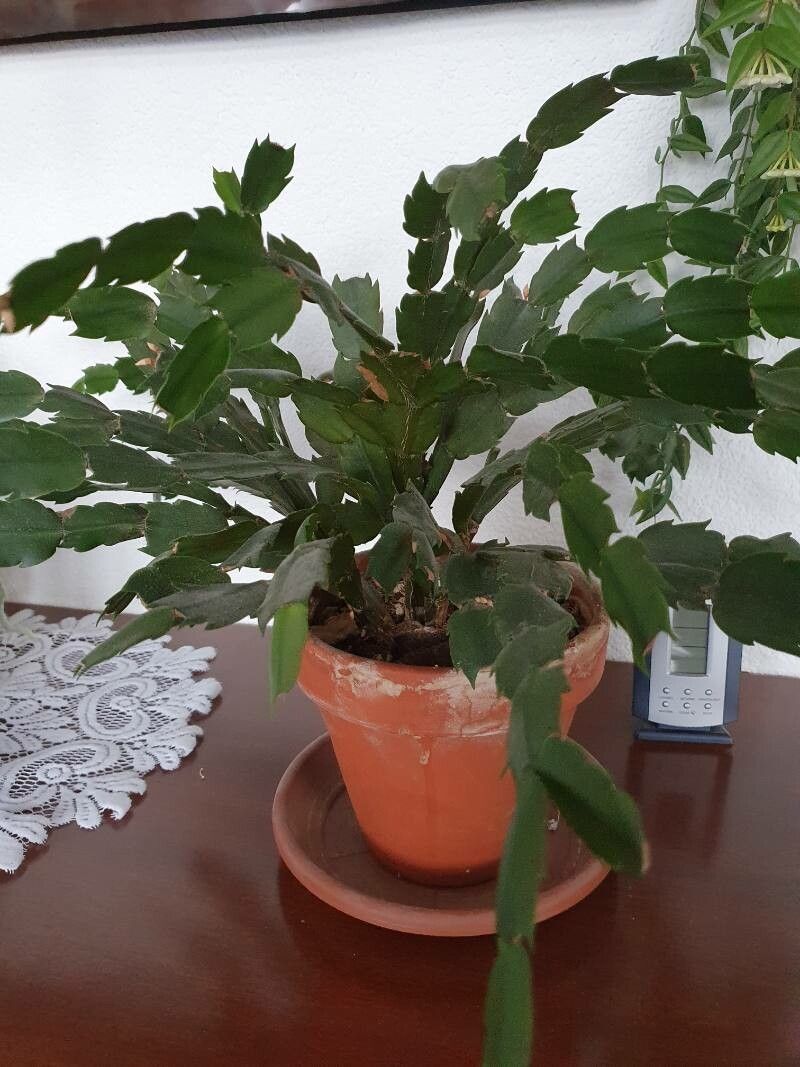 Rhipsalidopsis gaertneri flower