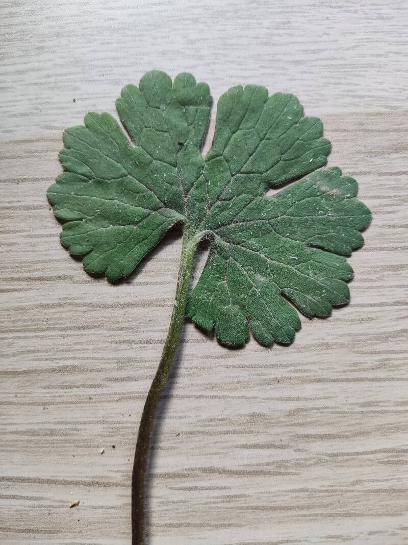 Ranunculus spicatus leaf
