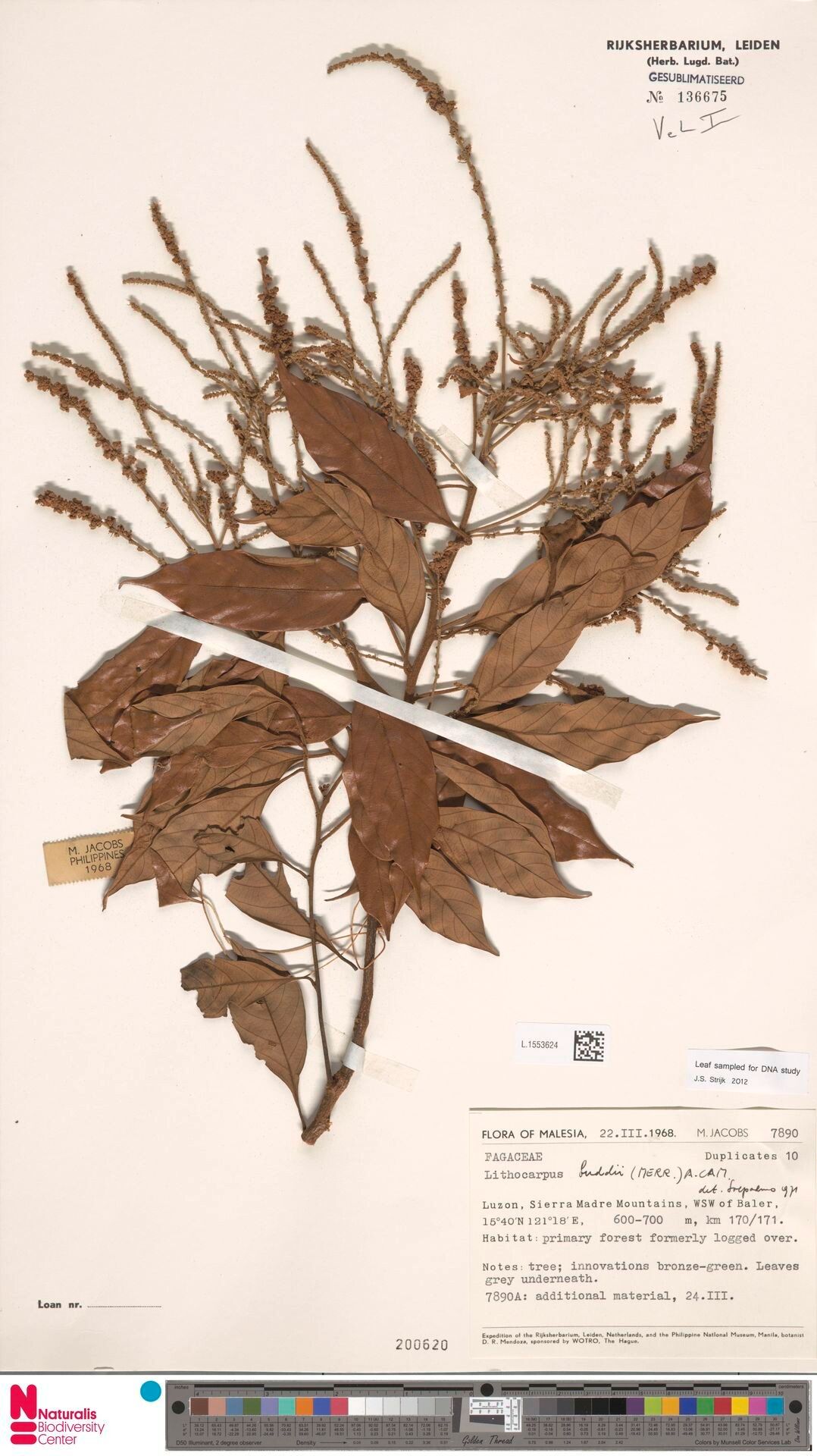 Lithocarpus robinsonii — houseplant care guide